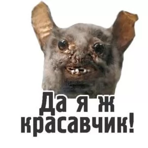 Комичные животные красавчик